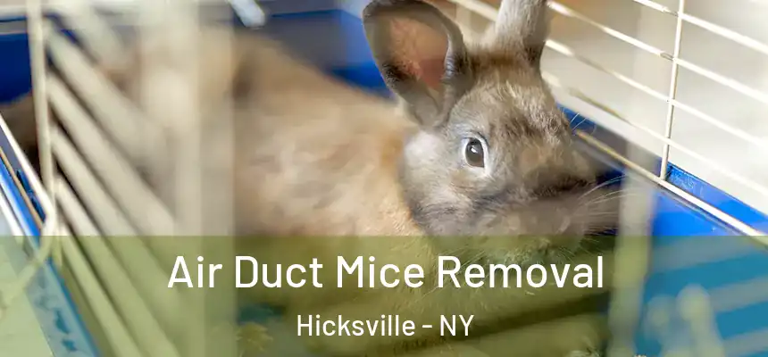 Air Duct Mice Removal Hicksville - NY